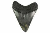 Juvenile Megalodon Tooth - South Carolina #164951-2